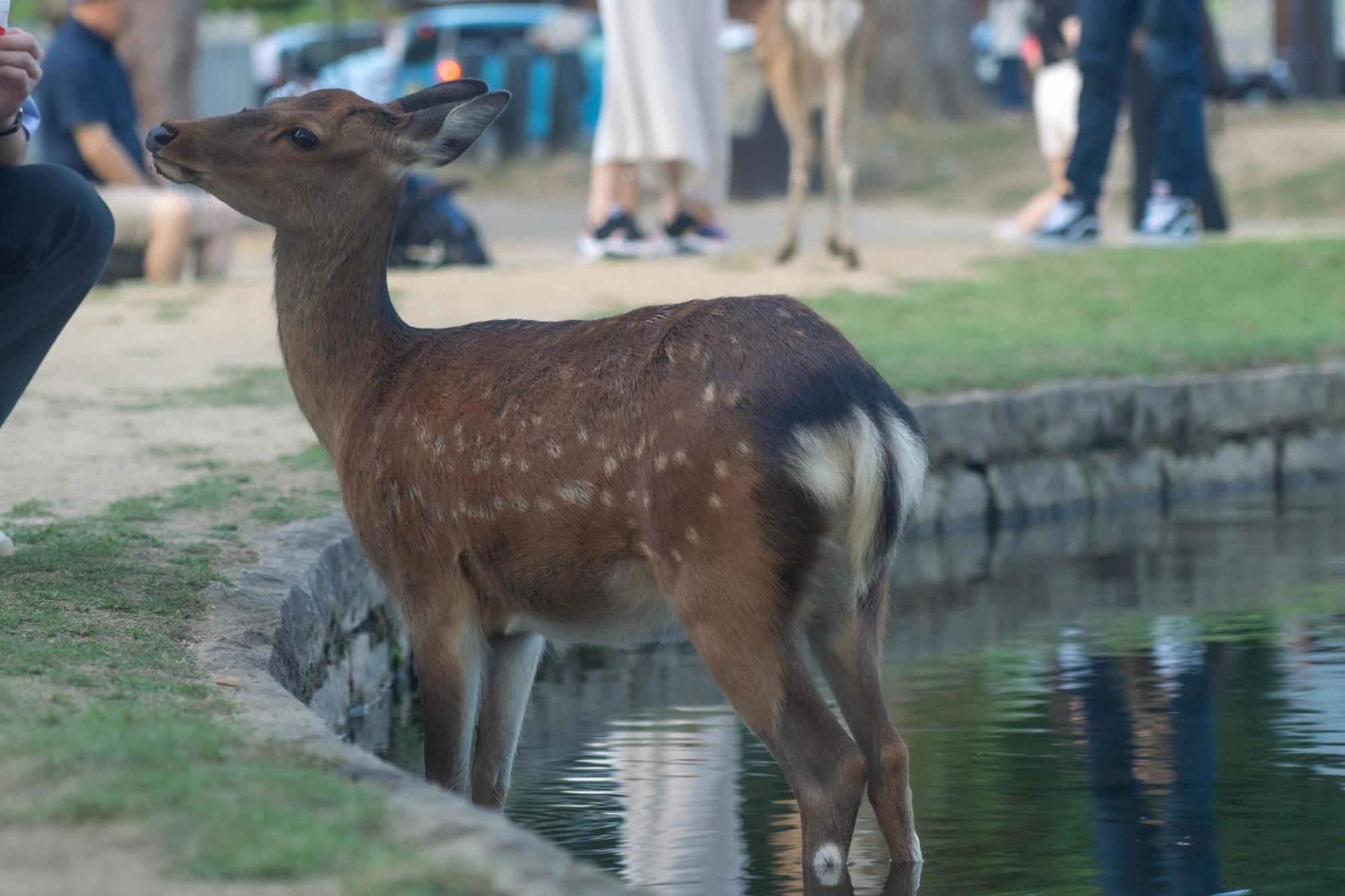 Nara Top Sights 5 To 20 Min Walk Esterno foto